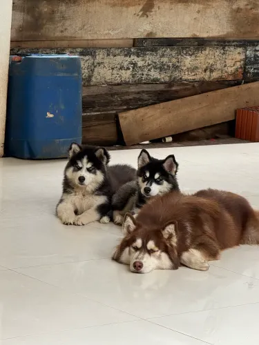 Husky siberiano