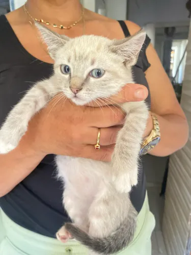 doação gatinhos