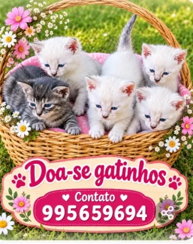 Gatos filhotes lindos gatinhos