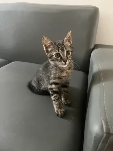 ADOÇÃO RESPONSÁVEL