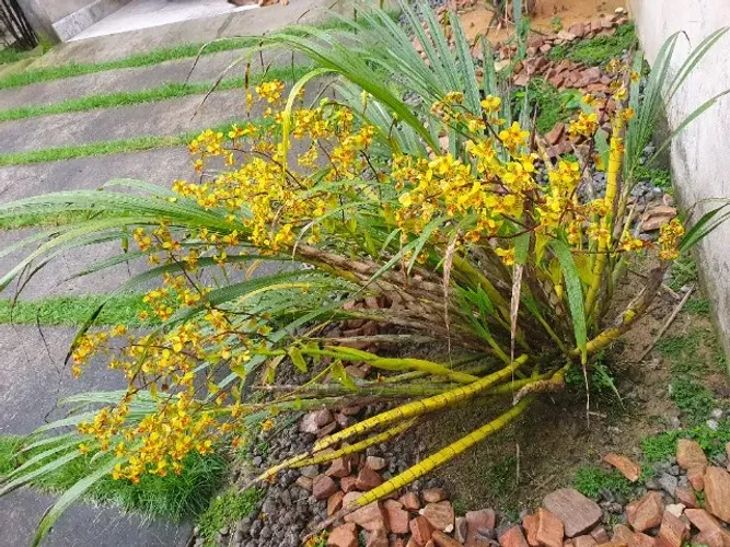 orquidea cyrtopodium rabo de tatu flor