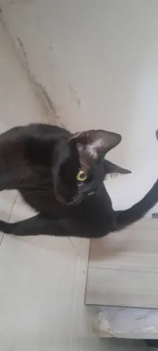 Gato preto macho