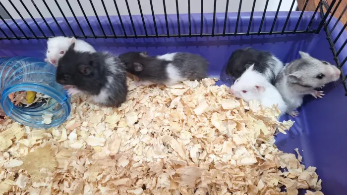 Hamster sírio