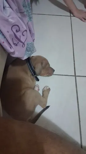 Filhote de pitmonster