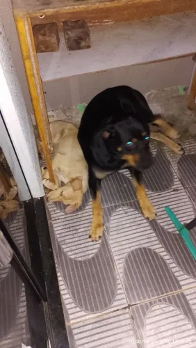 Doação de um Cão