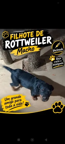 Filhote de rottweiler macho