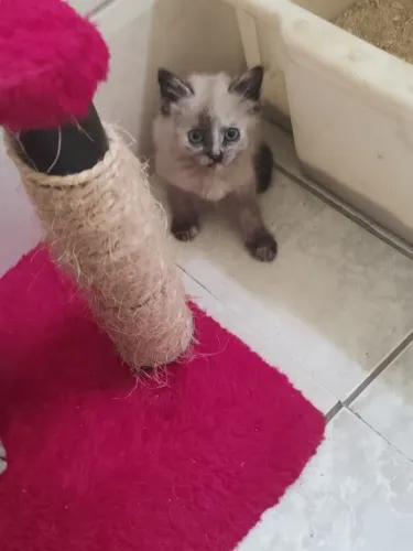 Doacoes gatinhos