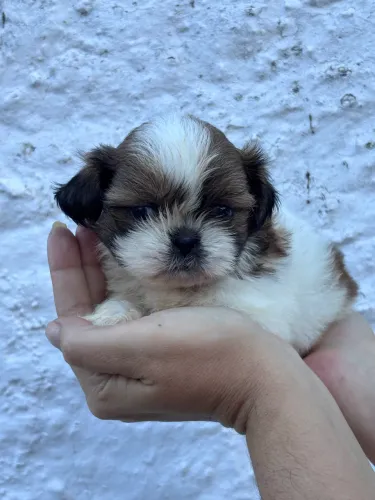 Filhotes de Shih Tzu