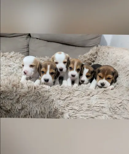 Filhotes de beagles lindos