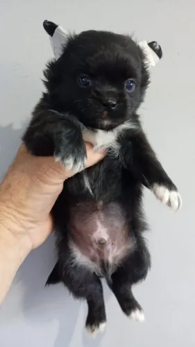 CHIHUAHUA pêlo longo e curto Black preto machos e fêmeas