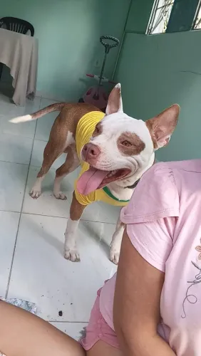 Doação de pet