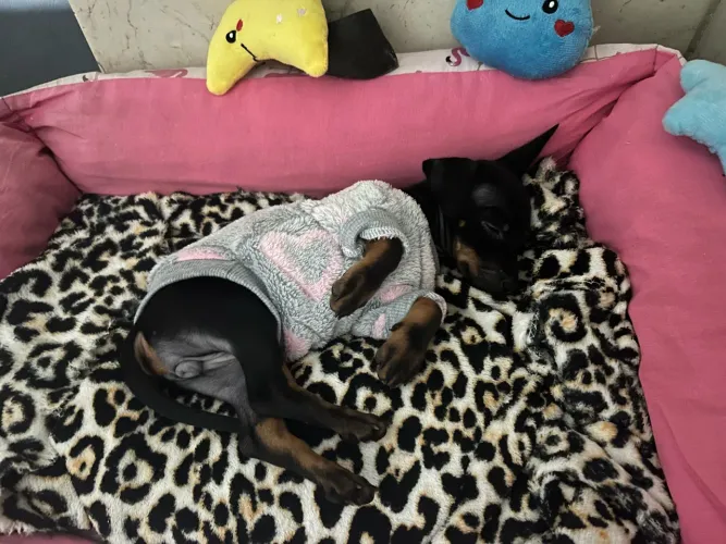 Filhote de Pinscher fêmea