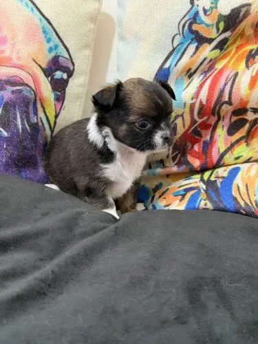Chihuahua filhotes