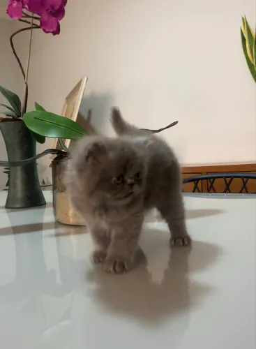 VENDO FILHOTES GATO PERSA