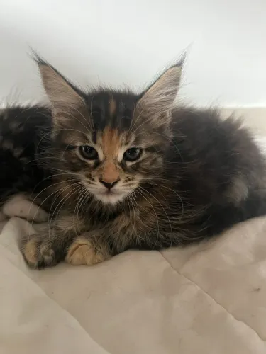 Filhote Maine Coon