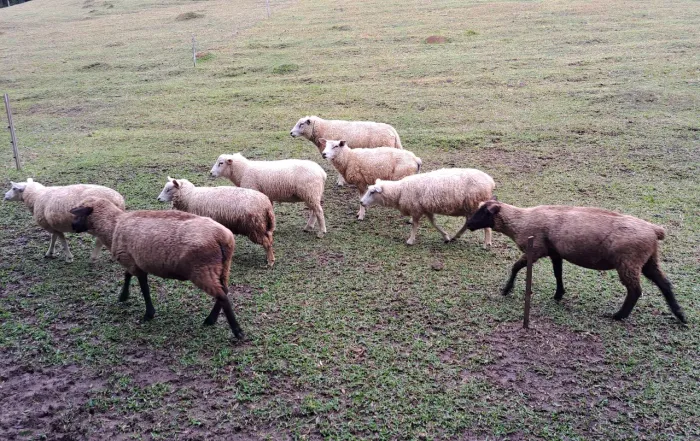Ovelhas Texel