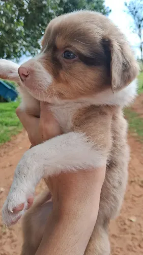 Filhote de border collie para venda