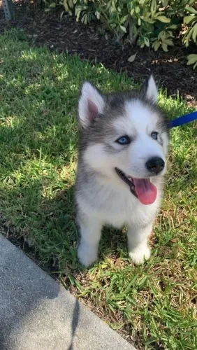 Husky Siberiano - Um Novo Companheiro Pode Mudar Seus Dias 