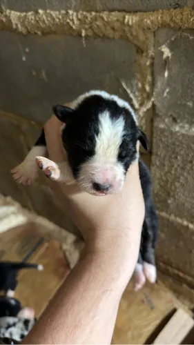 FILHOTES DE BORDER COLLIE À VENDA!