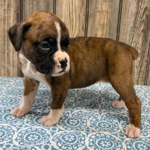 Boxer Fêmea: Tenha um amigo para toda vida