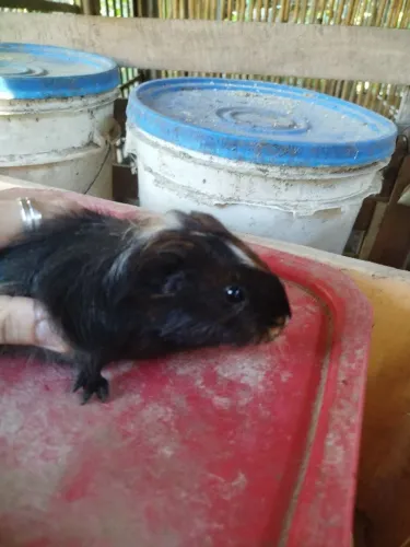 Porquinho da índia