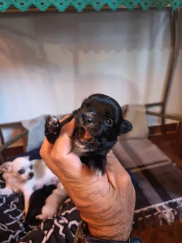 Vendo chihuabua machinho