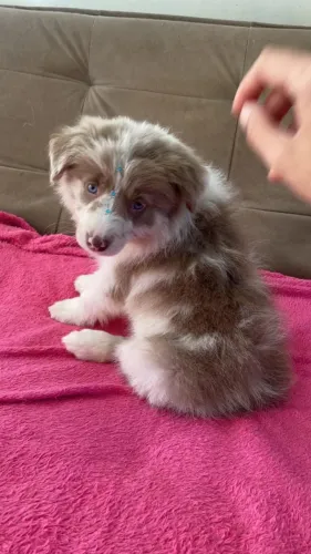 Border collie  fêmea merle pedigree Cbkc 