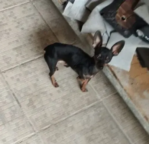 Vendo Pincher macho adulto 