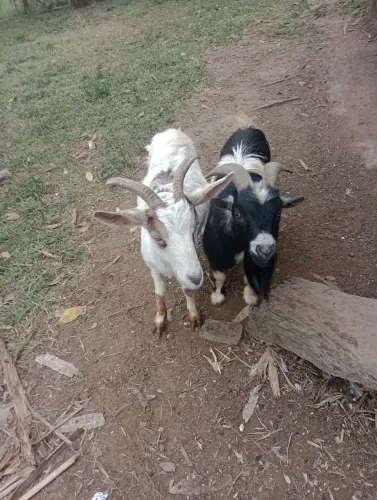 Mini cabra mestiça 