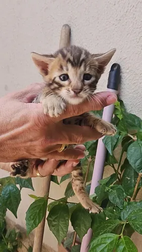 Gatinho bengal