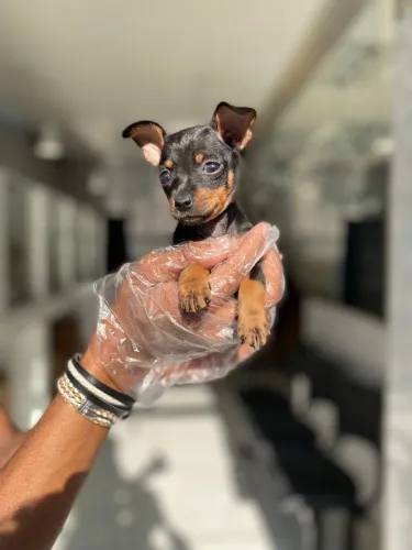 Pinscher miniatura fêmea  : Seu filhote raro com procedência garantida - pronta entrega