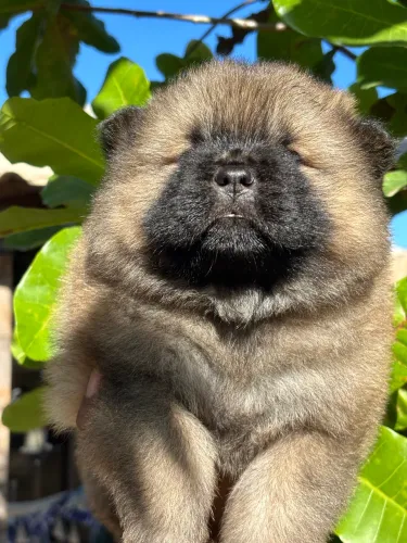 Filhote de chow chow Fêmea 