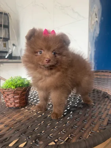 Spitz alemão