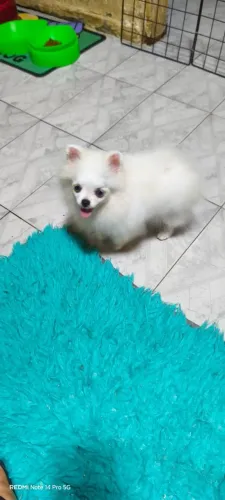 Spitz alemão fêmea