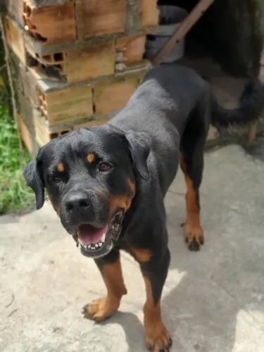 Rotweiller Macho a procura de uma namorada