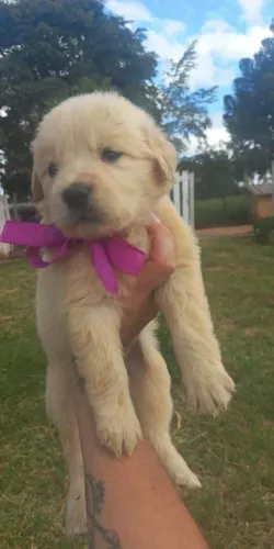 Filhote Golden Retriever, Dê um lar para um filhote e ganhe um amigo fiel para sempre!