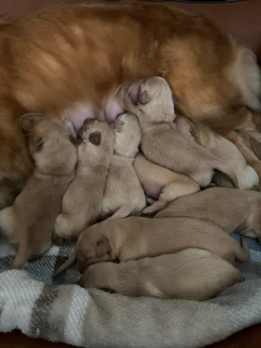 Filhotes Golden Retriever Recém-nascidos - Reservas Abertas - Balneário Piçarras SC