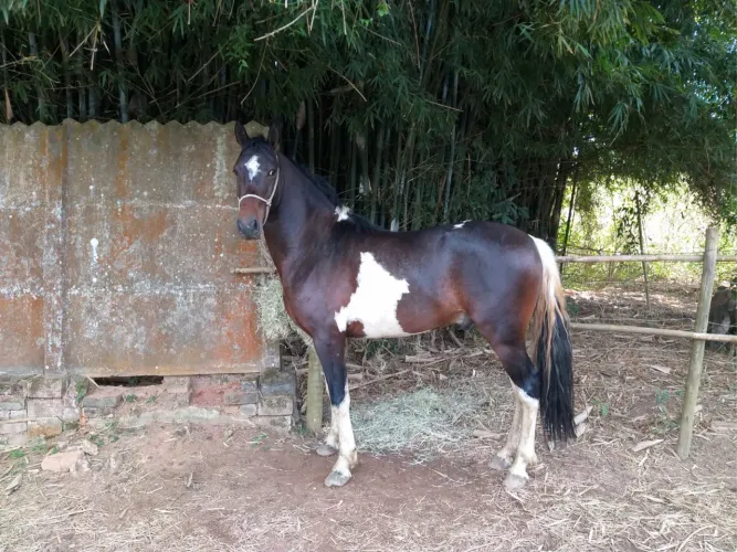 Cavalo mangalarga marchador 