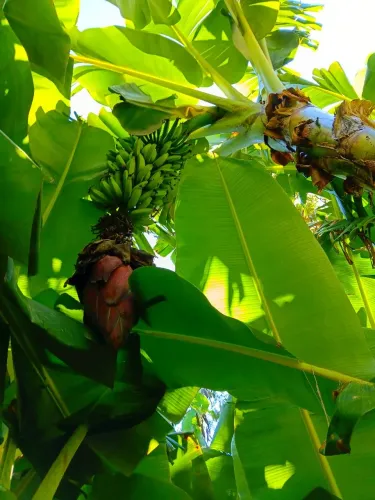 Banana Orgânica    100% sem agrotóxicos 