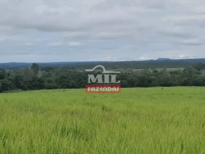 Fazenda 512 Alqueires (2.482 Hectares) Itapirantins -TO