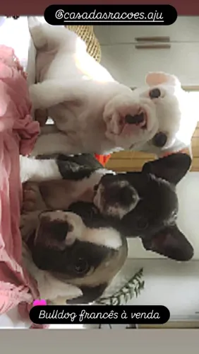 Cachorro bulldog francês
