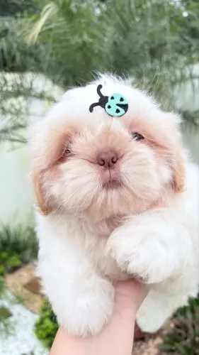 Shihtzu machinho 