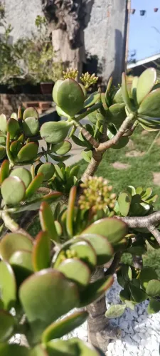 Planta Crassúla