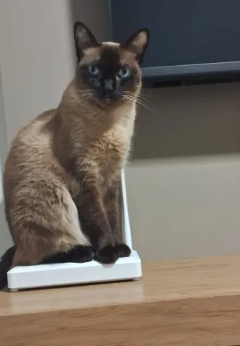Gata 