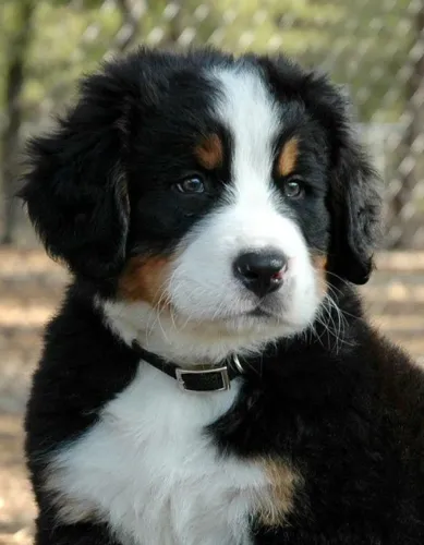 Bernese Mountain Um amigo que entende o silêncio