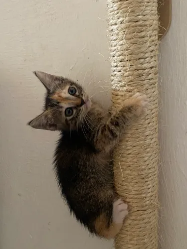 Gatinhos adoção responsável 