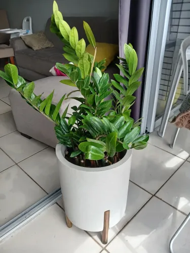 Vaso de planta natural zamiocula