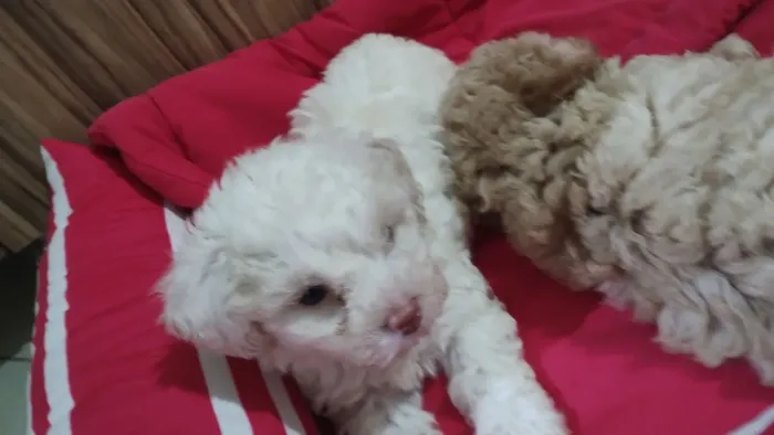 Filhotes de poodle fêmea toy