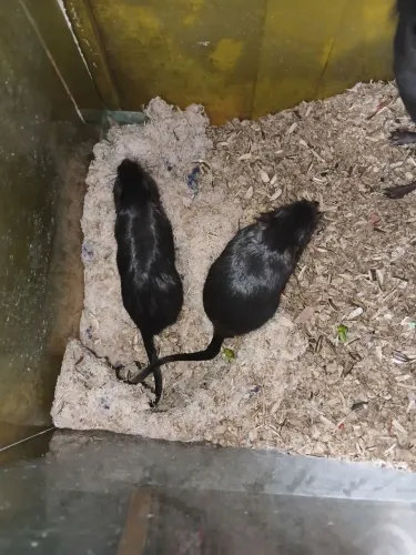 Vendo 2 esquilos da manglória