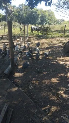 Galinhas da angola...50 cada